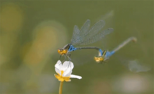 500_305gif 动态图 动图