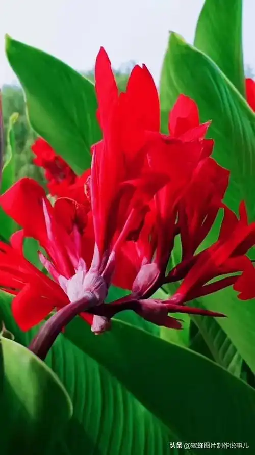 一束鲜花醉了蓝天,美了春天