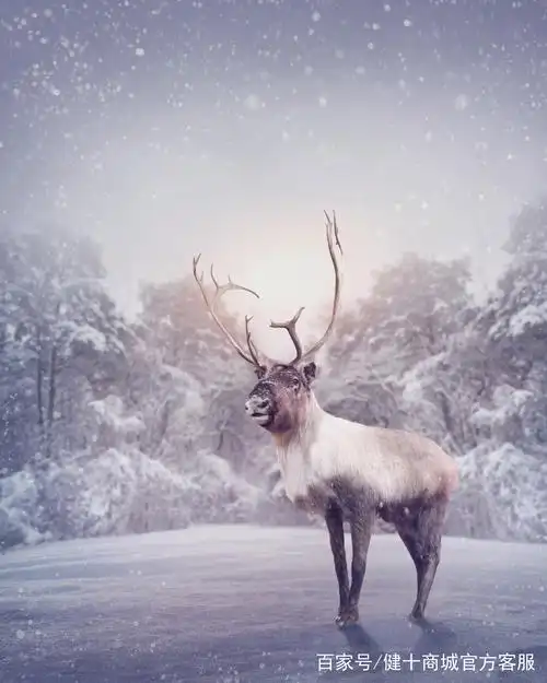雪景—雪地上的羚羊