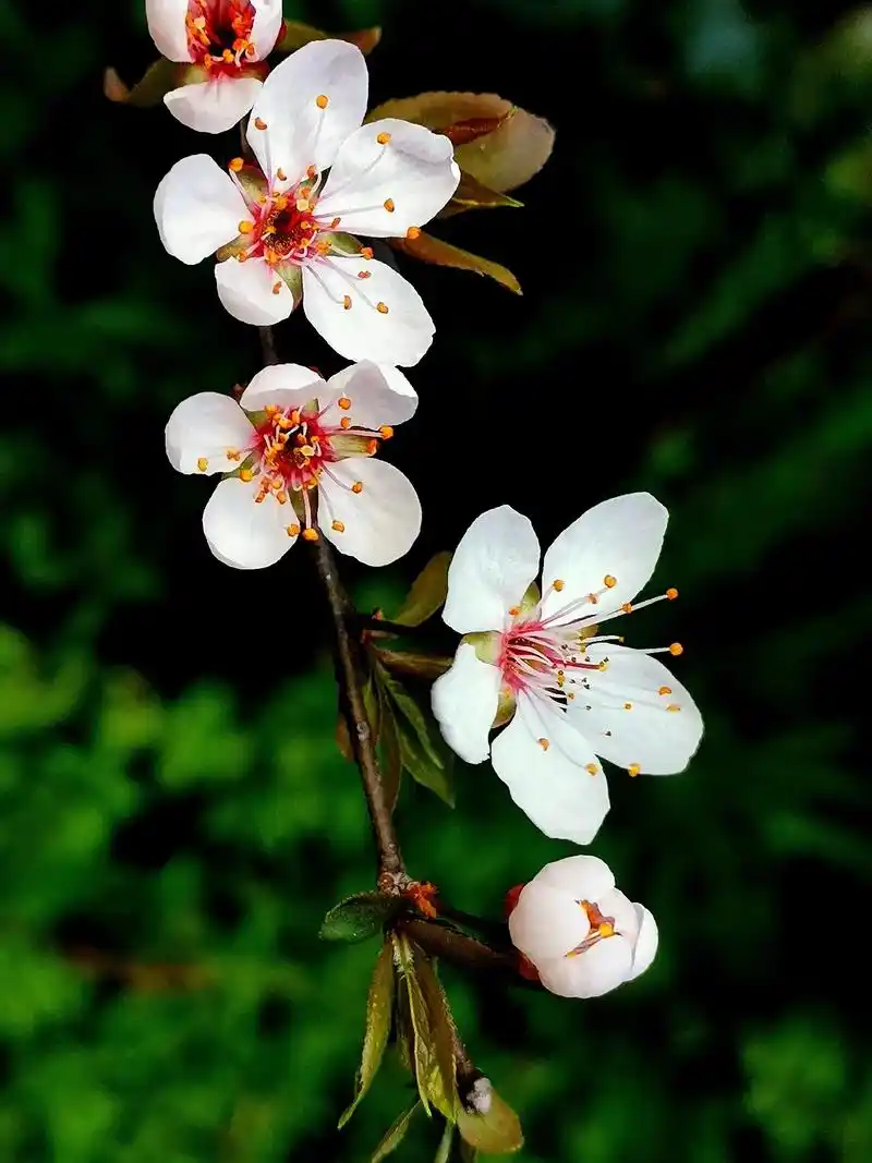 春有约,花不误. 杏花篇    #22 - 抖音