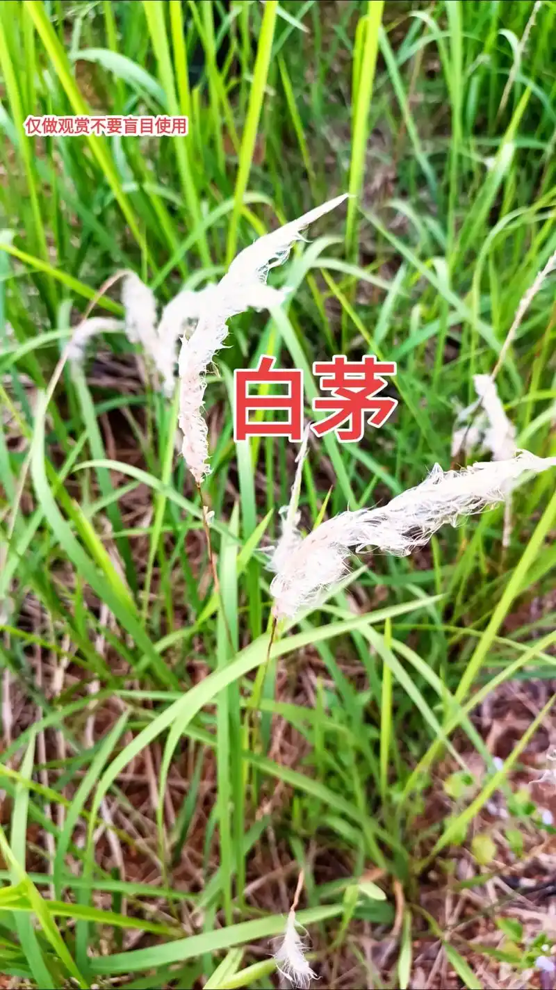 白茅也是一味中药,别名茅针,丝茅根.#野生草药 #秋天 白茅 - 抖音