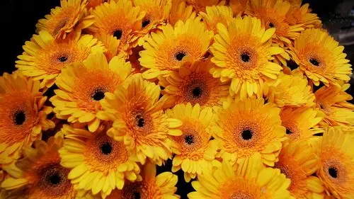 描述: 橙色雏菊-windows10 壁纸 当前壁纸尺寸: 1920 x 1080