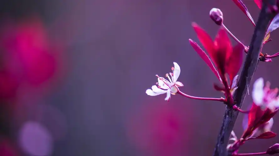 小清新花朵微距摄影高清宽屏桌面壁纸