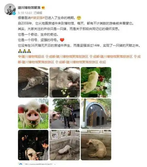 14年前,在汶川地震中被掩埋36天的猪坚强,如今怎么样了?