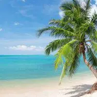 微信头像椰子树自然风景点击鼠标右键下载