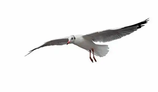 孤立在白色的海鸥飞鸟白色背景下的飞鸟剪影无缝图案白色背景下的黑色