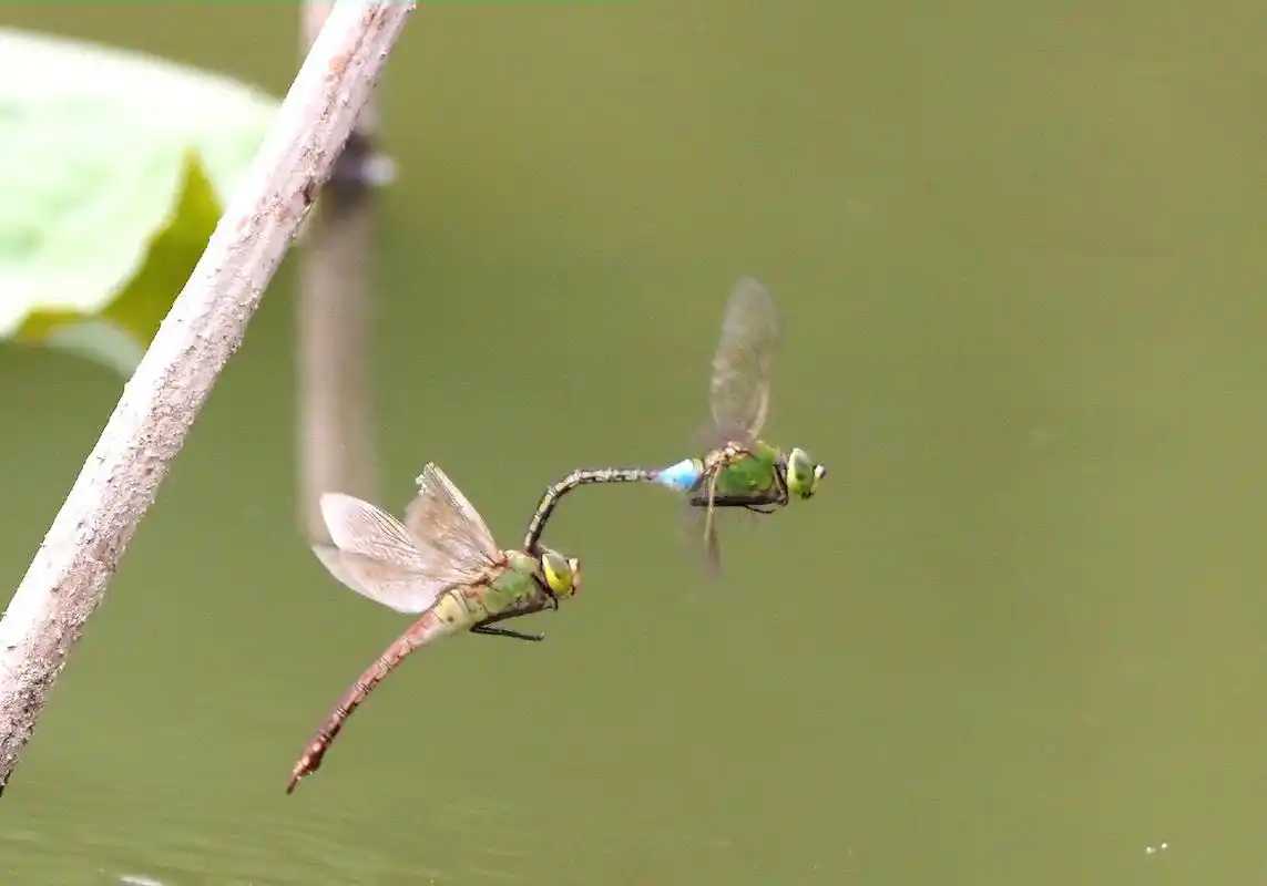 #生态摄影 蜻蜓点水 - 抖音