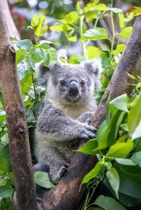 68位"卖萌官"成团!桉树叶有毒考拉为啥爱吃?