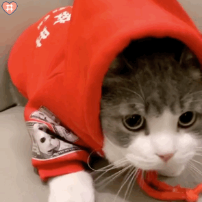 可爱猫咪表情包动图 是会笑的小土豆鸭~太治愈了