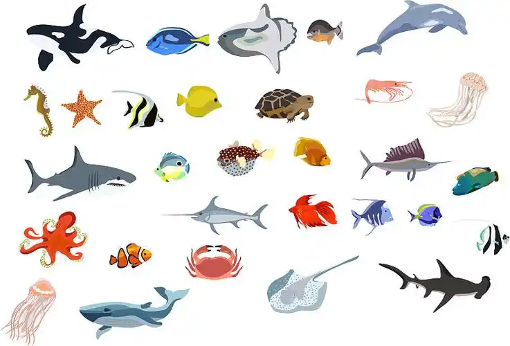 海洋生物