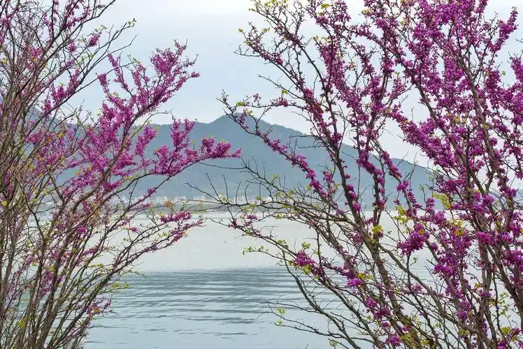 东钱湖(三)春暖花开的季节 - 美篇