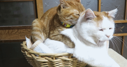 猫喵星人宠物萌可爱gif动图_动态图_表情包下载_soogif