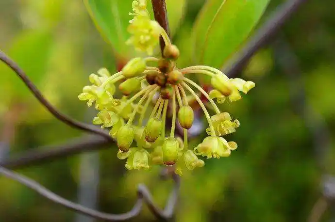 嘉会本草|治风湿的铁菱角