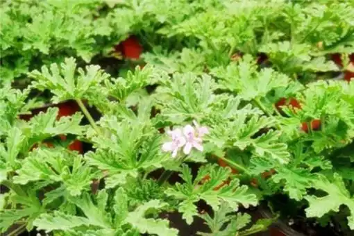 驱蚊草真的有效果吗怎么种长得好