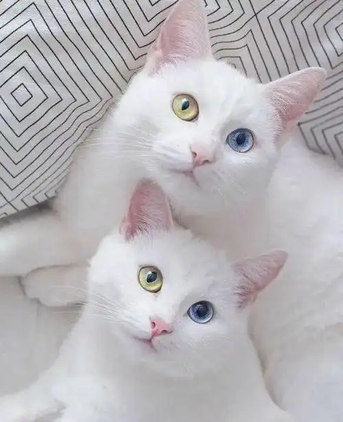 对于颜值高的猫咪来说,怎么拍都好看,素颜一样美美哒!