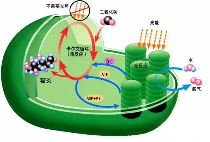 科普湖北云 科普100问   2,暗反应阶段 光合作用第二个阶段中的化学