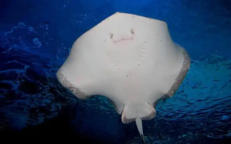 活动作品鳐鱼会微笑的魔鬼鱼