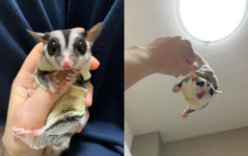 [life] 人气宠物「超萌蜜袋鼯」:周围爬又四围咬 以为温驯其实唔易养!