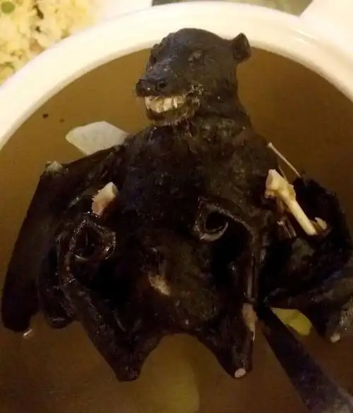 对于吃蝙蝠的人你有什么想对他说的