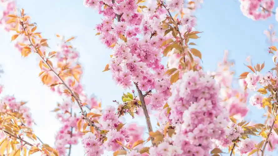 唯美粉色樱花风景图片桌面壁纸