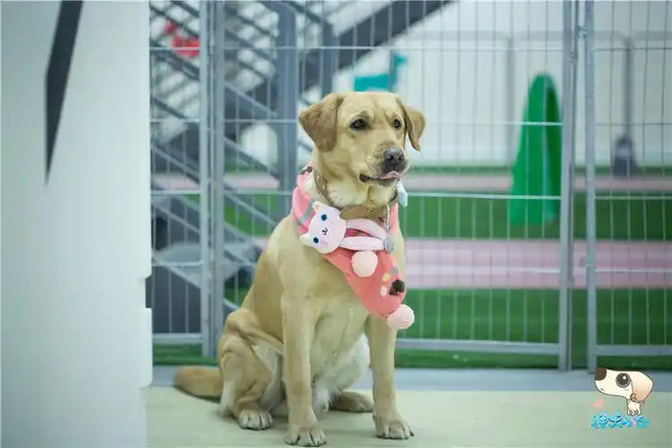 《神犬小七》定档湖南 导演王小列探究萌宠内心