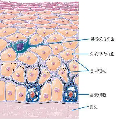 活性|角质|细胞|色素_网易订阅