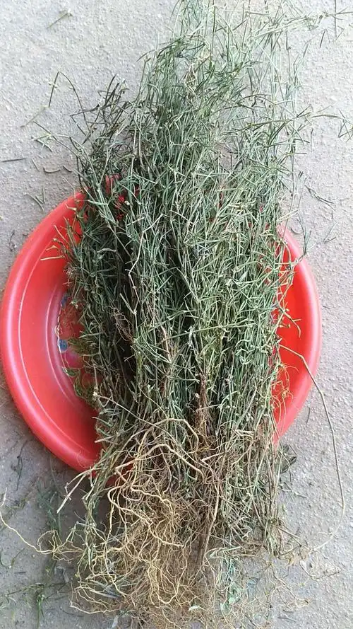 野生乌骨蛇舌草,潮汕新货干品,山蛇舌草,尖叶蛇舌草500克包邮