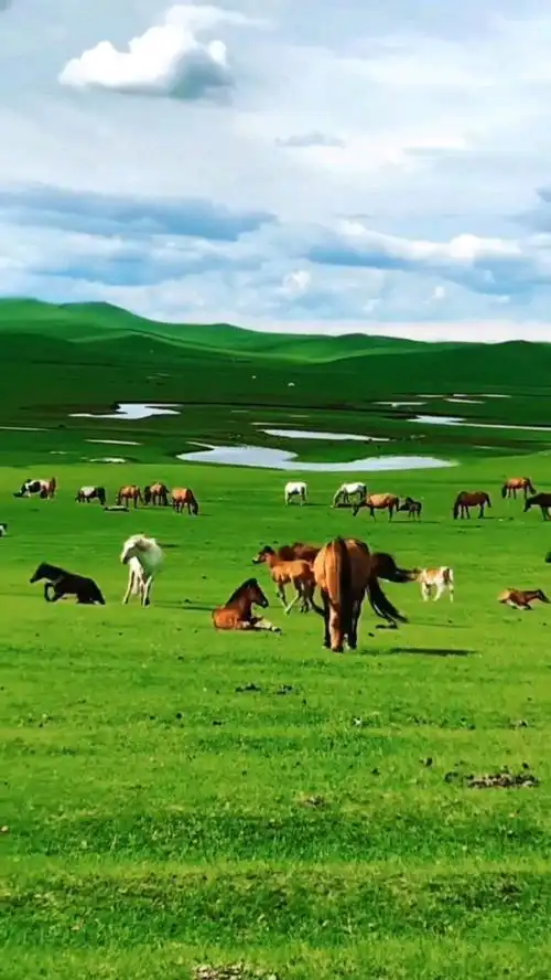 843_1498竖版 竖屏