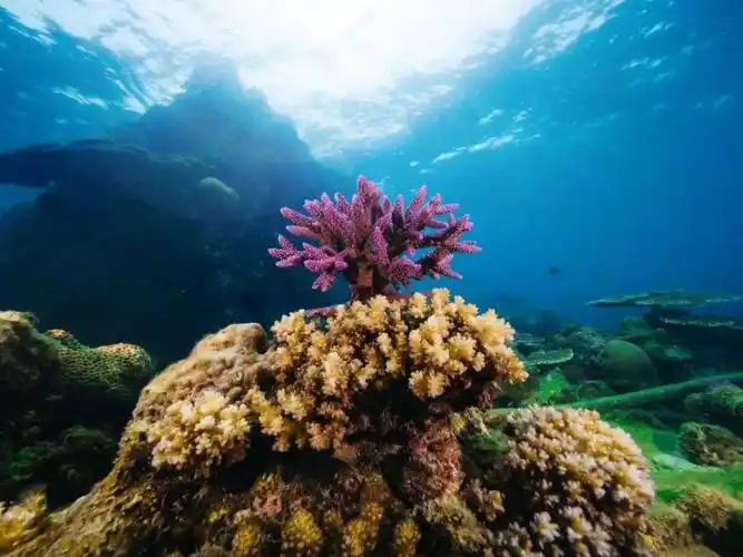 珊瑚海圆梦计划守护深蓝为爱潜行