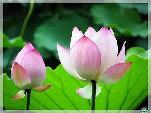 您在淤泥中婷婷玉立 洁净成为您与生俱来的品格 尘世的宣嚣与您无关