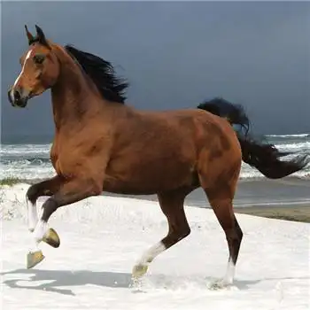 马头像图片大全,高清最漂亮的马微信头像_动物头像_头像屋