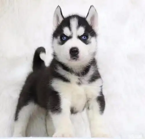 极品包养活哈士奇幼犬一包健康包纯种一支持任何检测 - 1000元