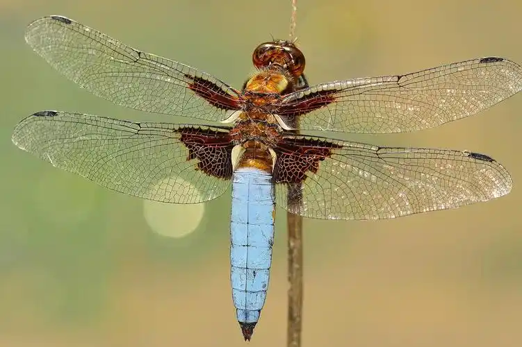 停在枝头的蜻蜓