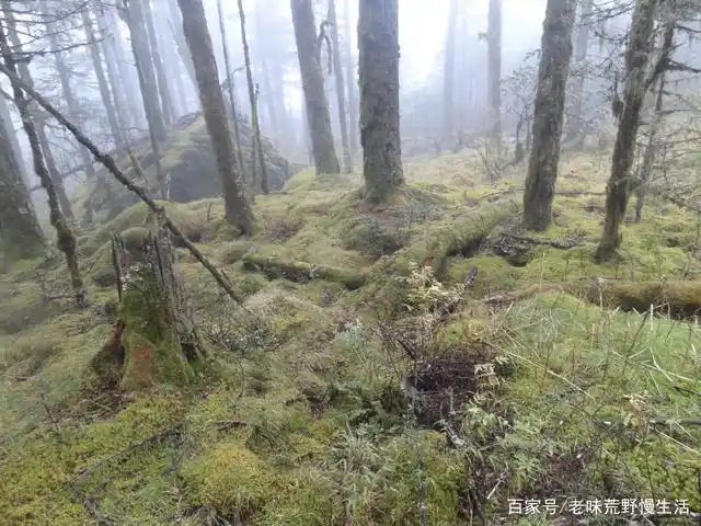 四川最传奇的荒野秘境:黑竹沟