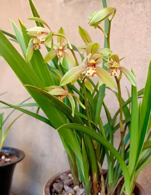 兰草花图片(兰花总也养不好) - 赤虎壹号