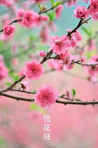 桃花正旺时