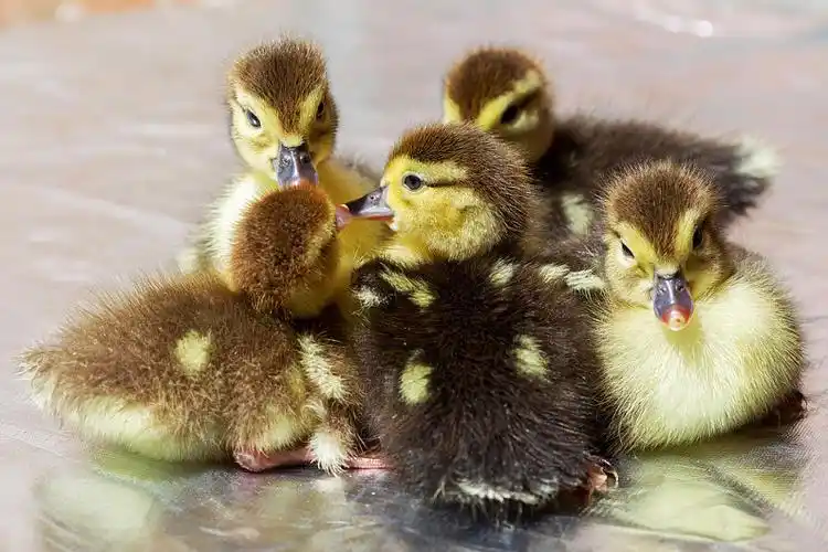 小鹅图片_小鹅图片大全_小鹅图片素材