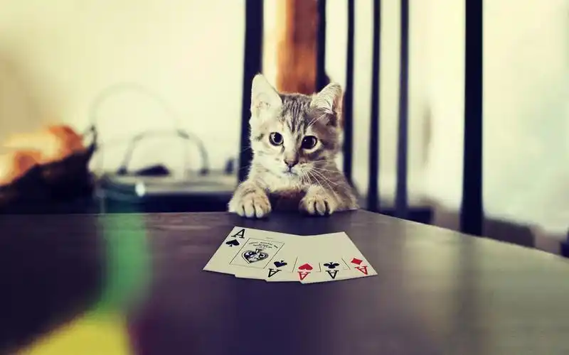 逗比猫咪精美壁纸_我们最爱的猫咪