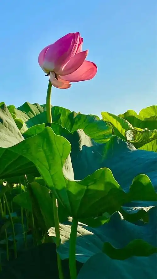 蓝天白云背景图,如何将拍摄主体和背景隔离?