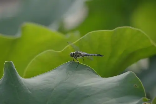 蜻蜓站在叶上头