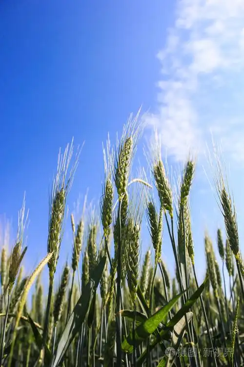在阳光明媚的夏日风景的麦田