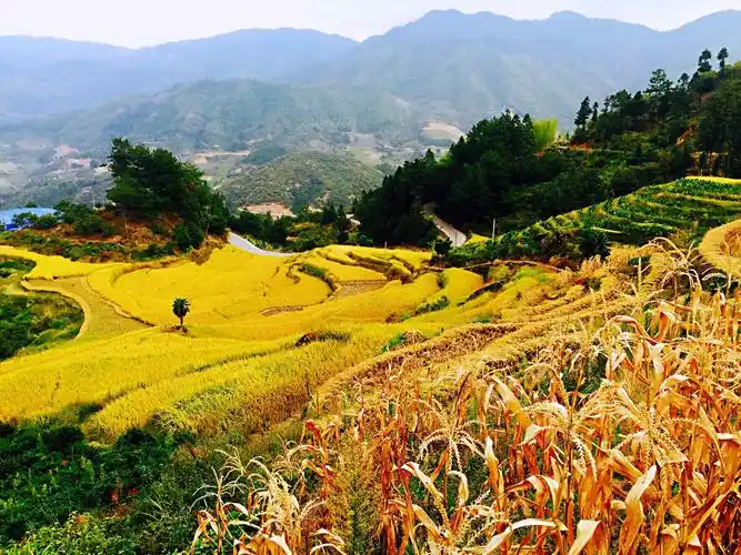深秋最美的风景,在田野里. 远看,铺天盖地的黄.