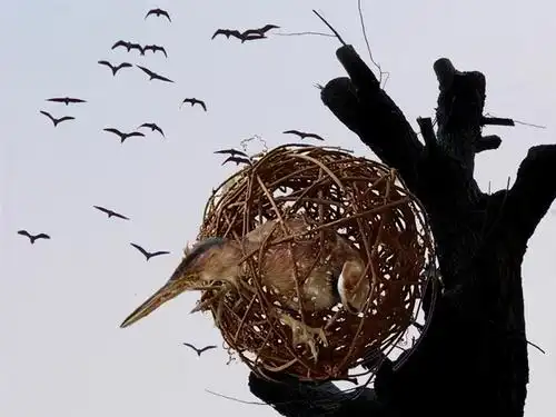 被困的小鸟在笼中挣扎,渴望挣脱牢笼获得自由