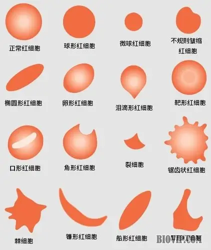 红细胞形态