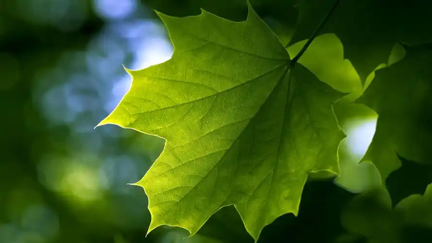 42m上传时间:2020-06-16壁纸标签:护眼壁纸封面图护眼壁纸【527】壁纸