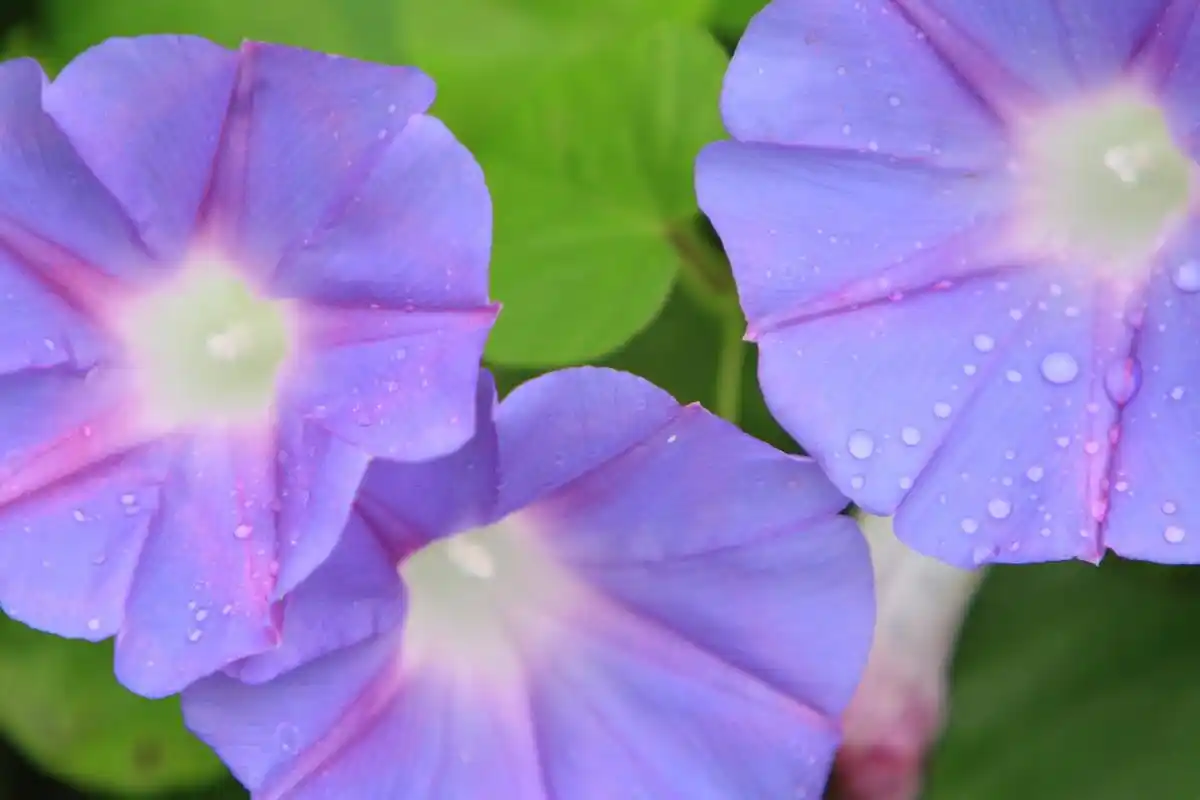 花朵独特,多为蓝色或紫色,叶心形或卵形,鲜绿有纹路.