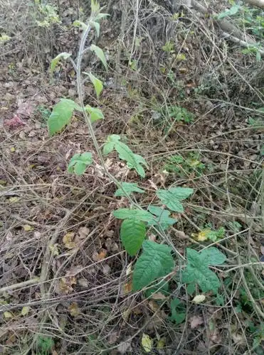17年新鲜白毛藤 野生白英 天灯笼 毛秀才葫芦草现摘中药材2斤包邮