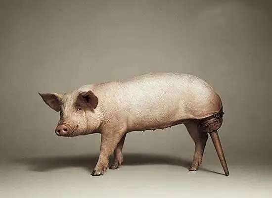 猪坚强.真坚强.