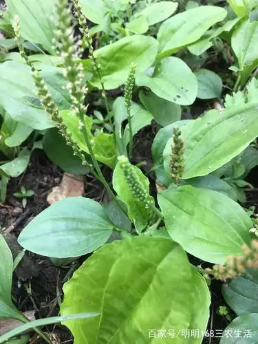 农村路边草都是药,拍摄几样仅供参考,您可有似曾相遇的感觉?