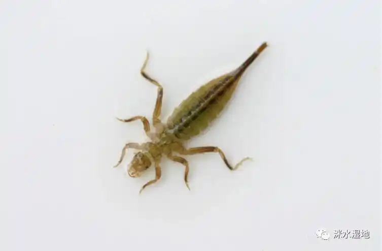 蜻蜓羽化成虫期(羽化):水虿经过多次蜕皮,成长到终龄稚虫,它会在羽化